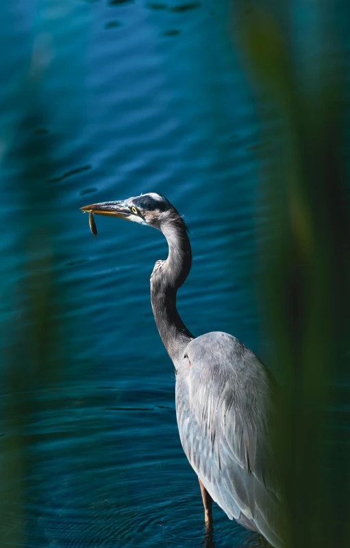 a large long beaked bird standing in water