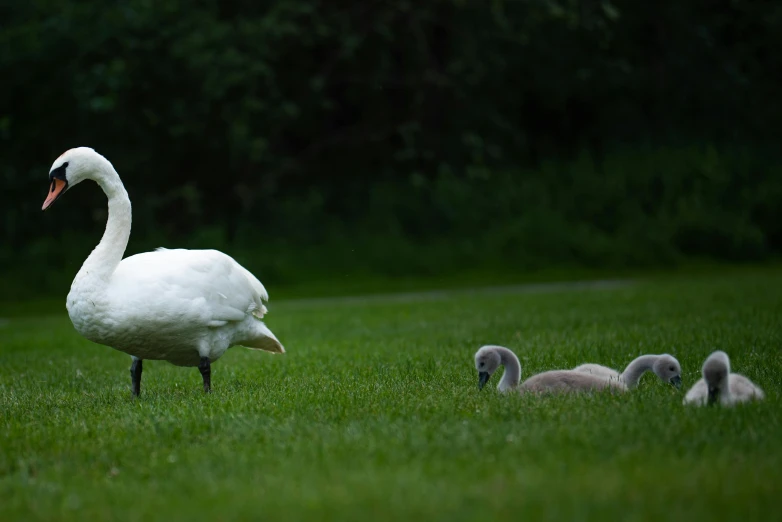 a white swan with its chicks are standing in the grass