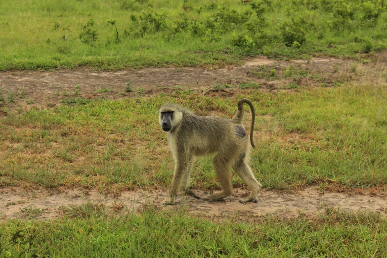 a monkey that is on a grassy field