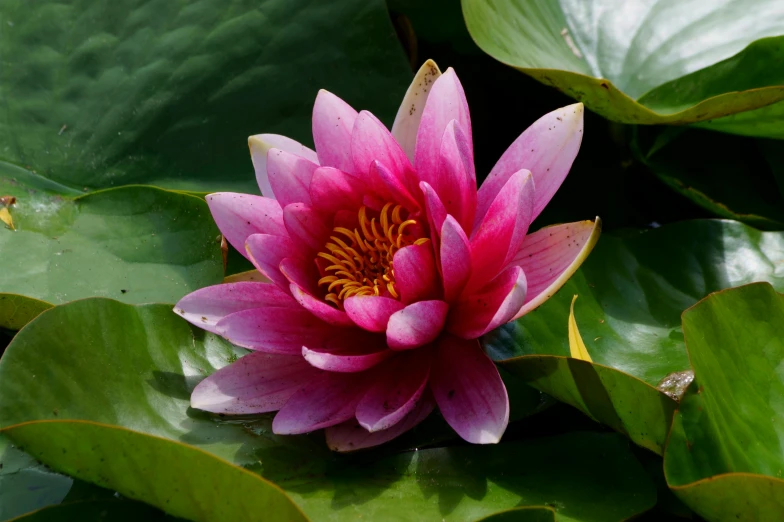 a pink flower with a yellow center sitting among green leaves