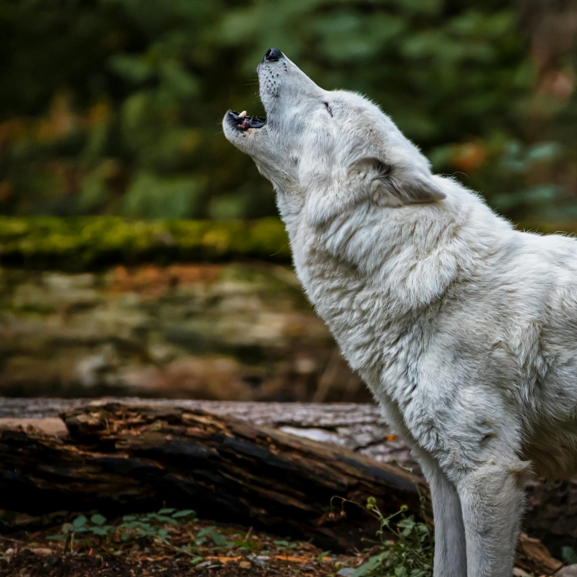a white wolf standing in the woods looking up