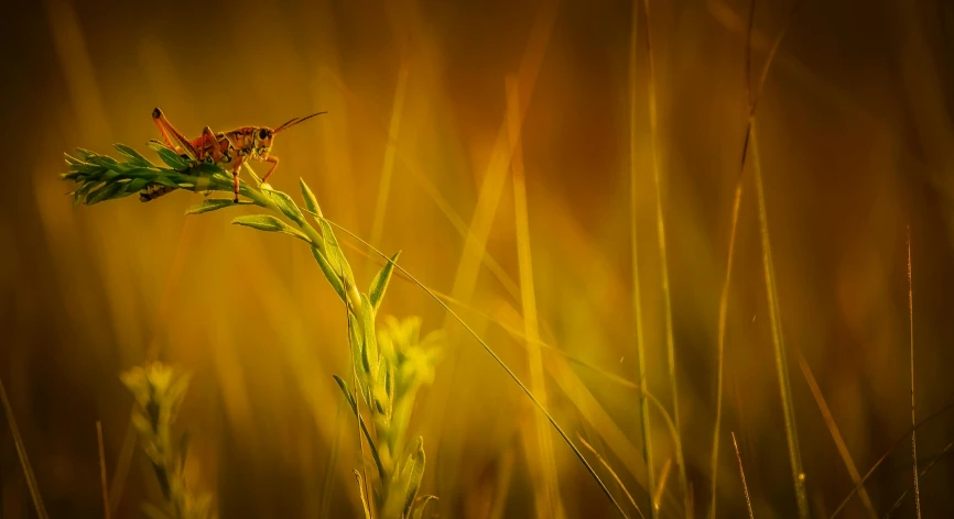 an insect that is standing on a tall plant