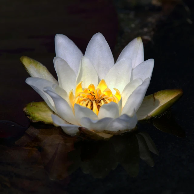 a white water lily floating on top of a pond