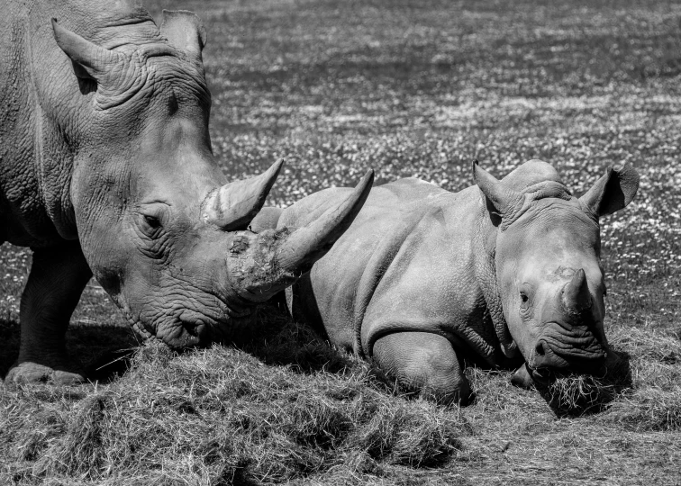 rhinos lay in the grass with their heads to one side