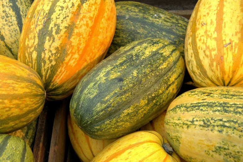 squash for sale with orange and green stripes