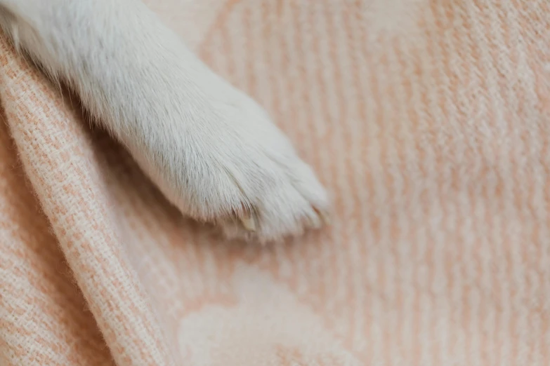 an animal paw is standing over some clothes
