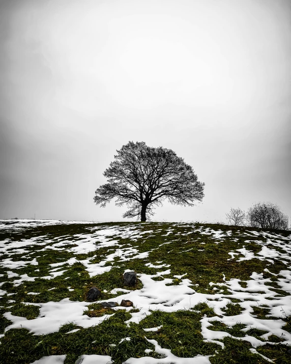 there is an image of a lone tree on the hill