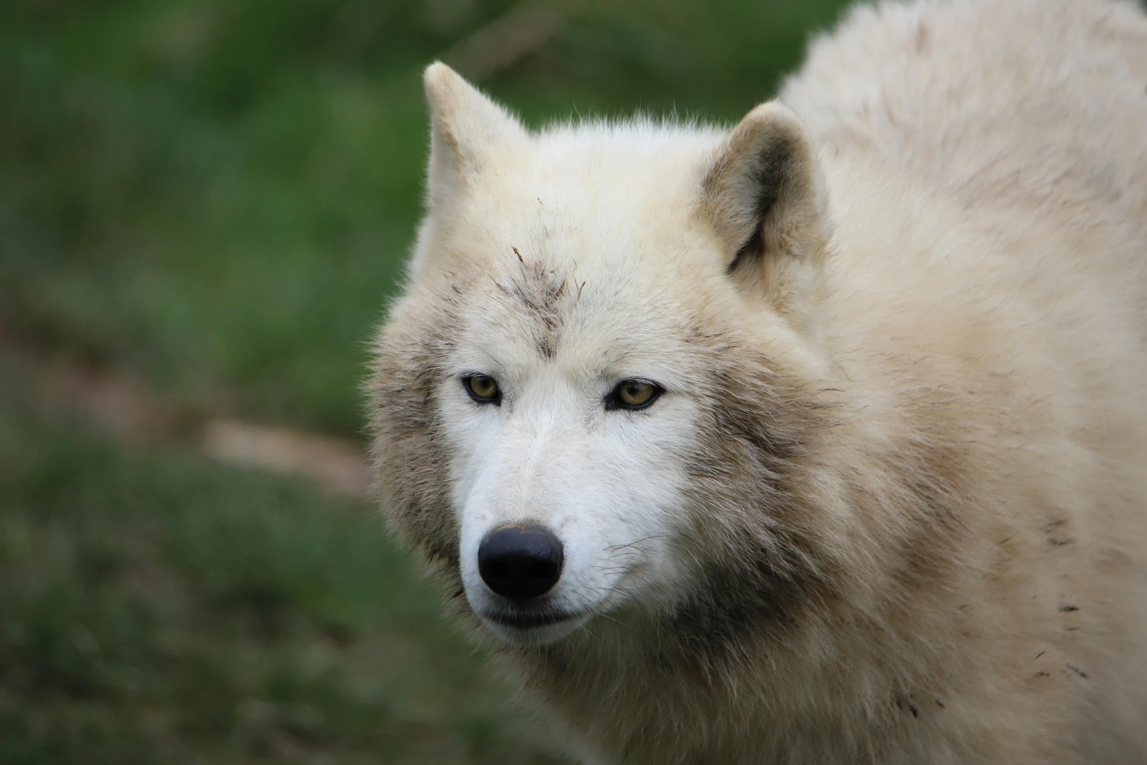 an adult white wolf looking out to the side