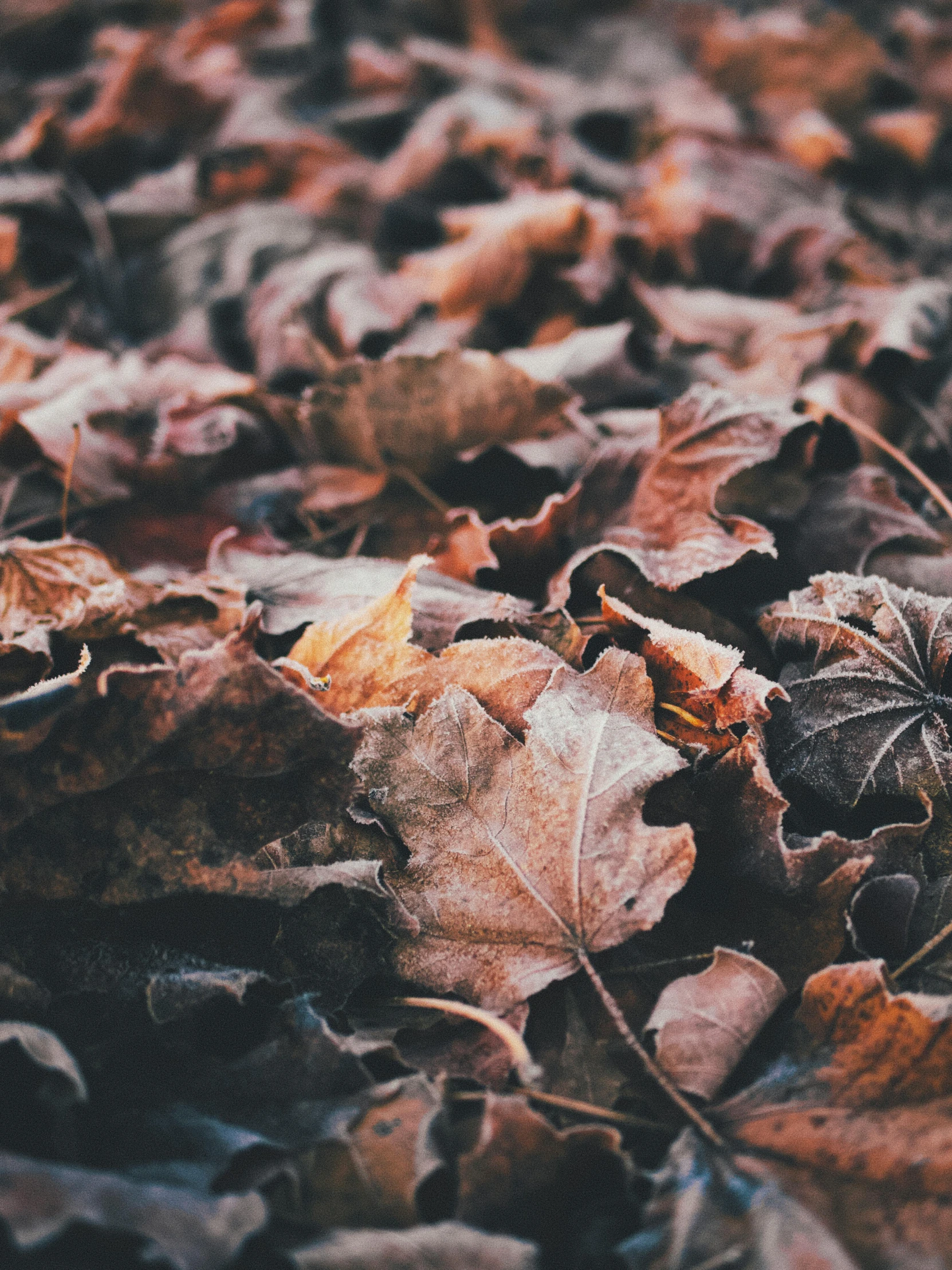 some leaves that are laying on the ground