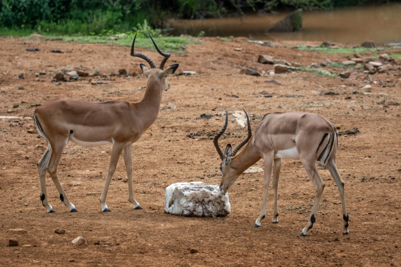 two gazelle are feeding from a bowl in the desert