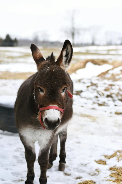 a donkey with a bridle on and a nose ring around it