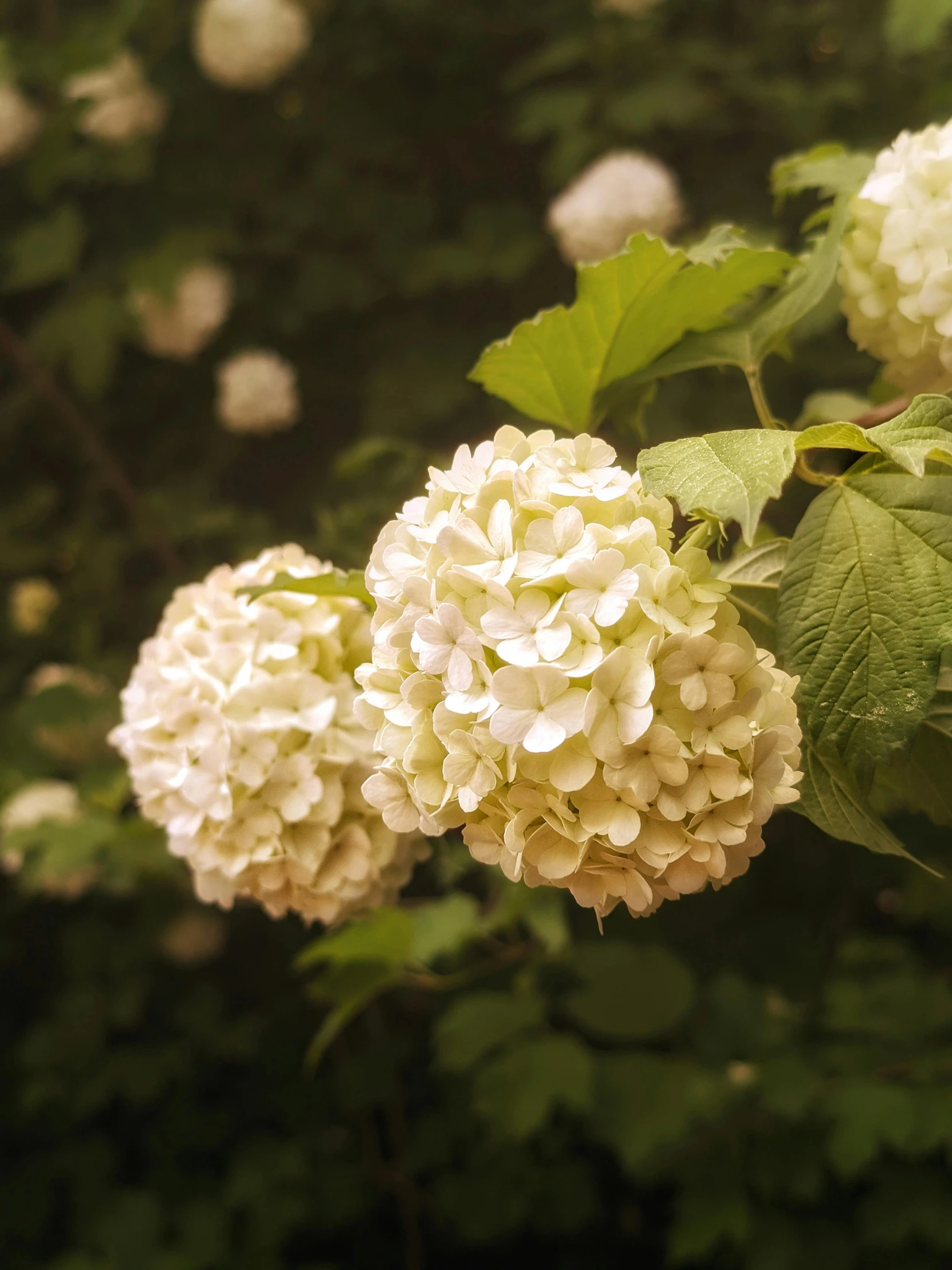 a group of white flowers sitting next to each other