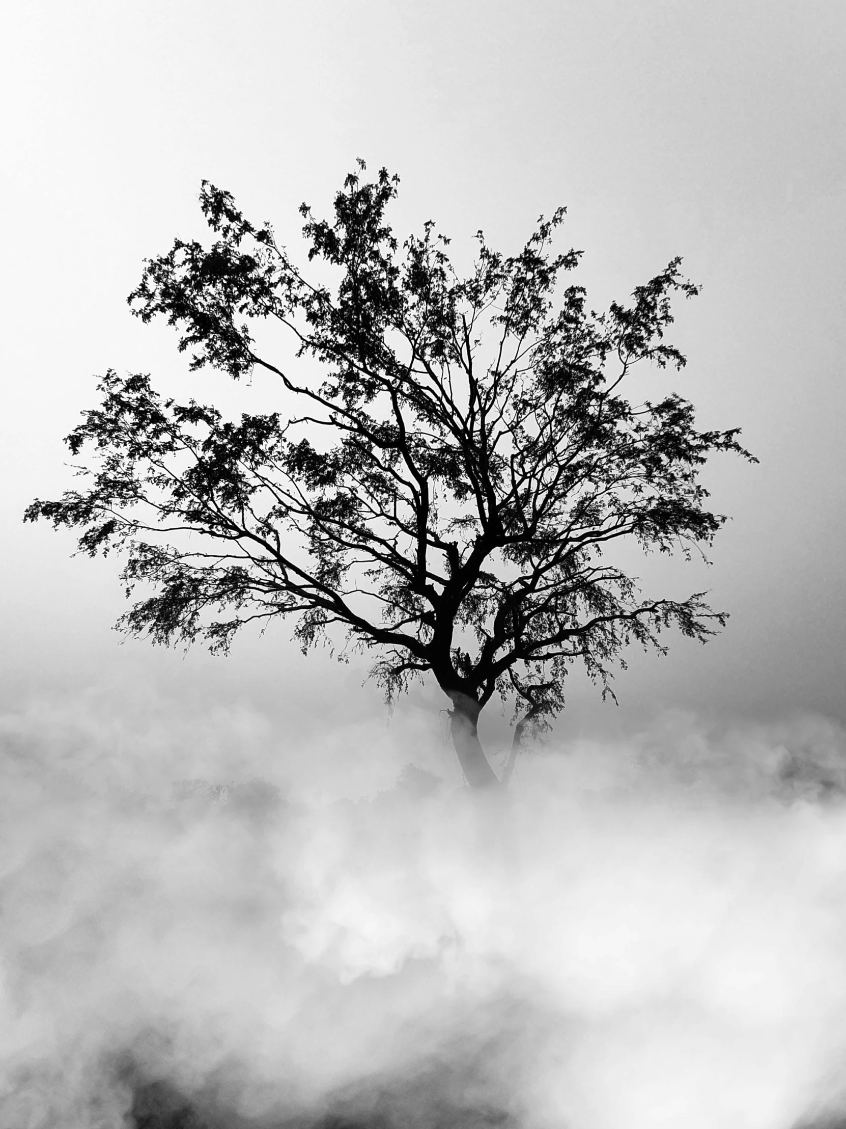 a tree in the middle of a foggy forest