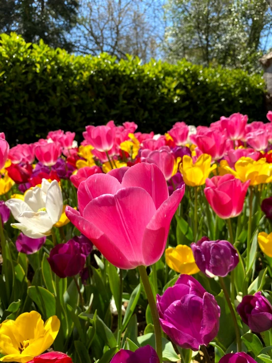 several rows of blooming multi - colored tulips