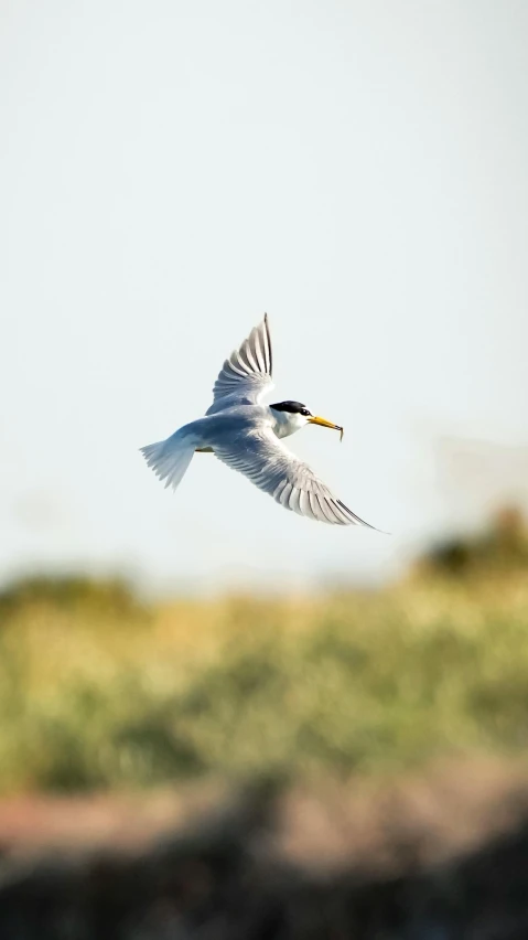 a single bird is flying through the air