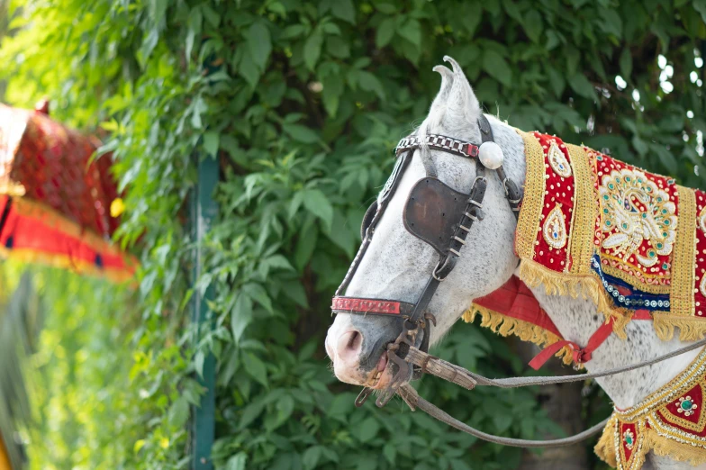 an ornate decorated horse is standing in the shade