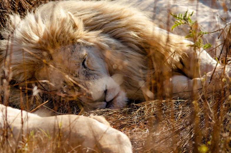 a lion laying down on the grass with his head between his legs