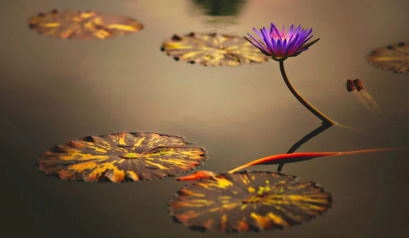 three water lilies are floating in water and leaves