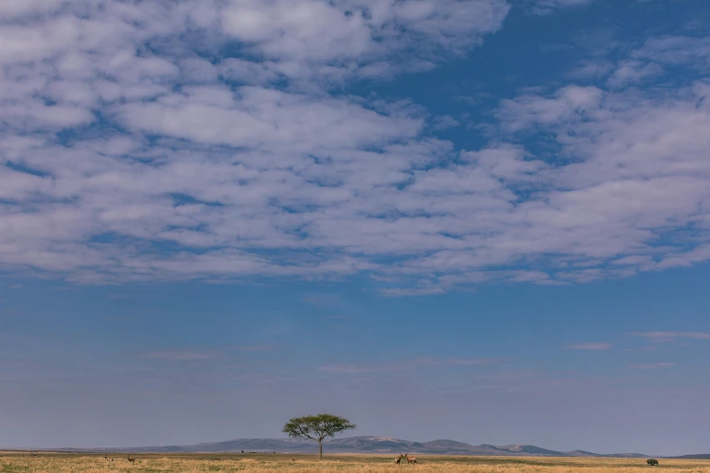 an empty grass field and a lonely tree