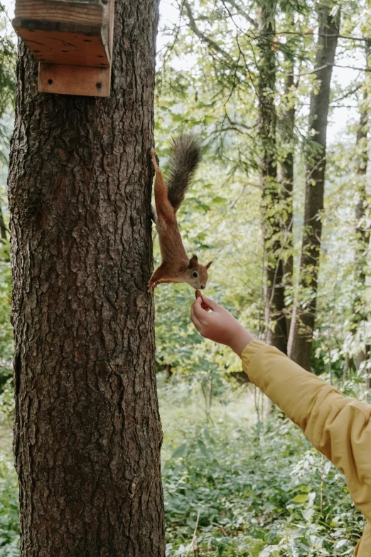 an animal sniffing at the side of a tree