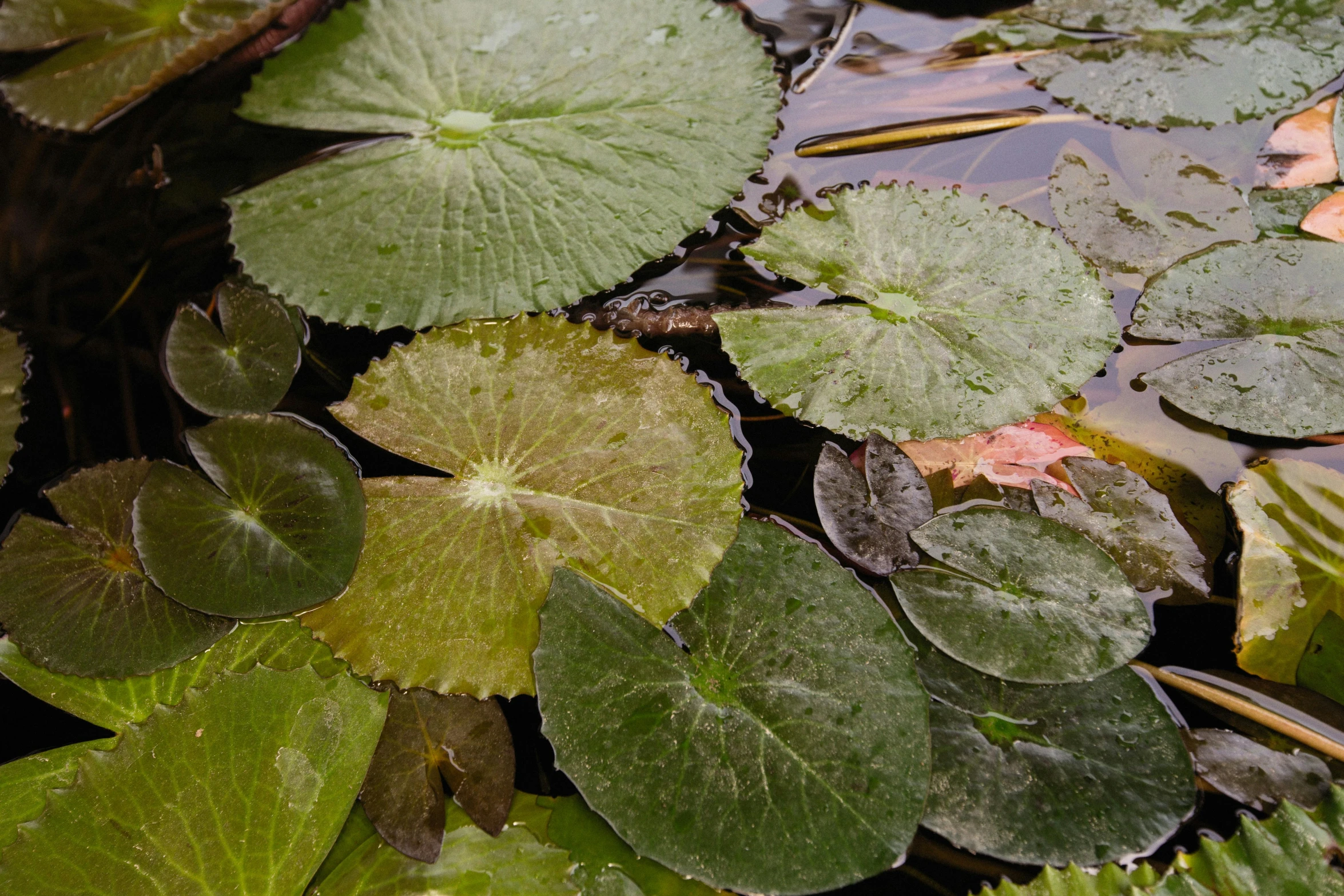 water plants that are swimming in some water