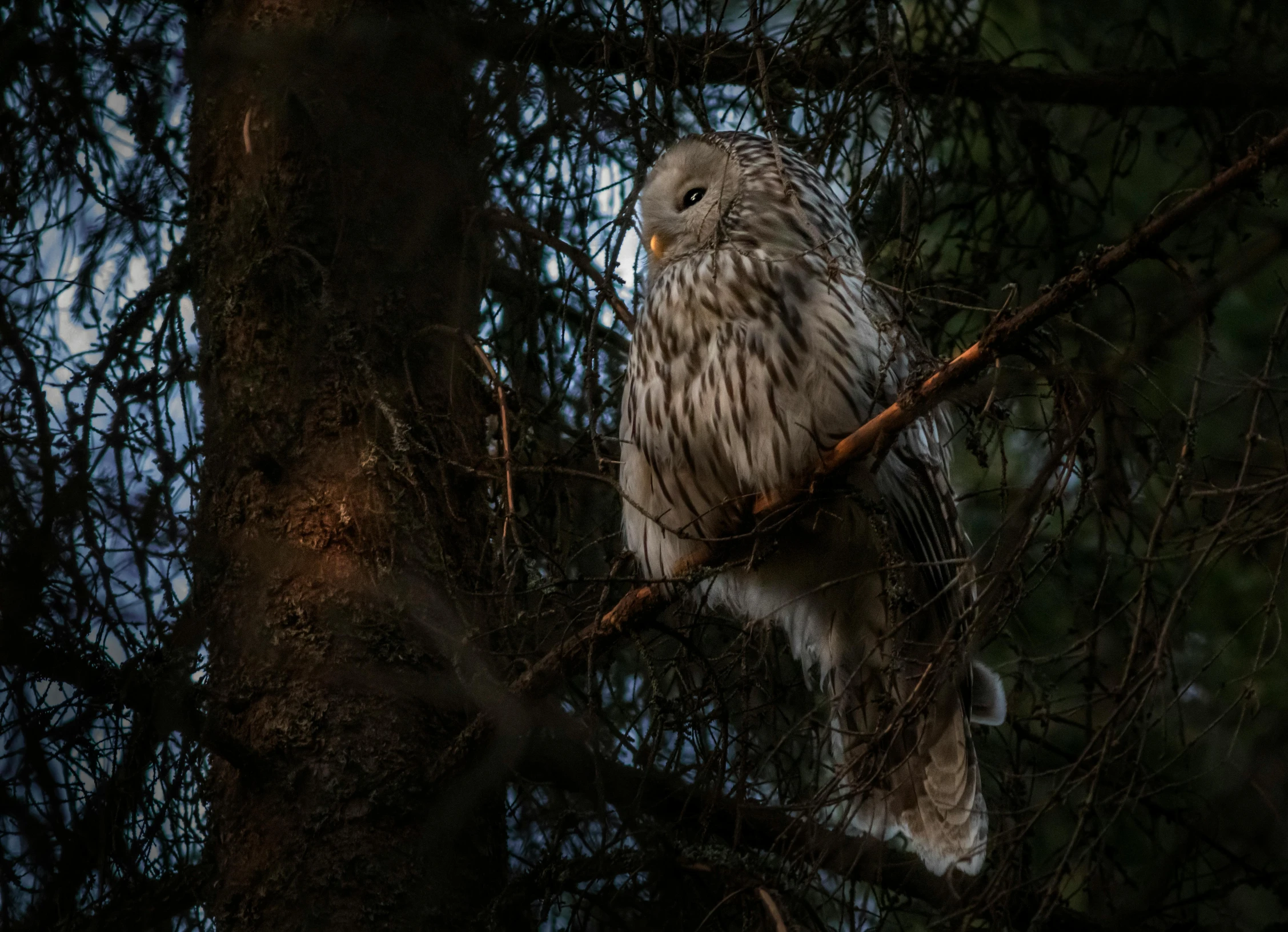 a large owl sitting in the middle of a pine tree