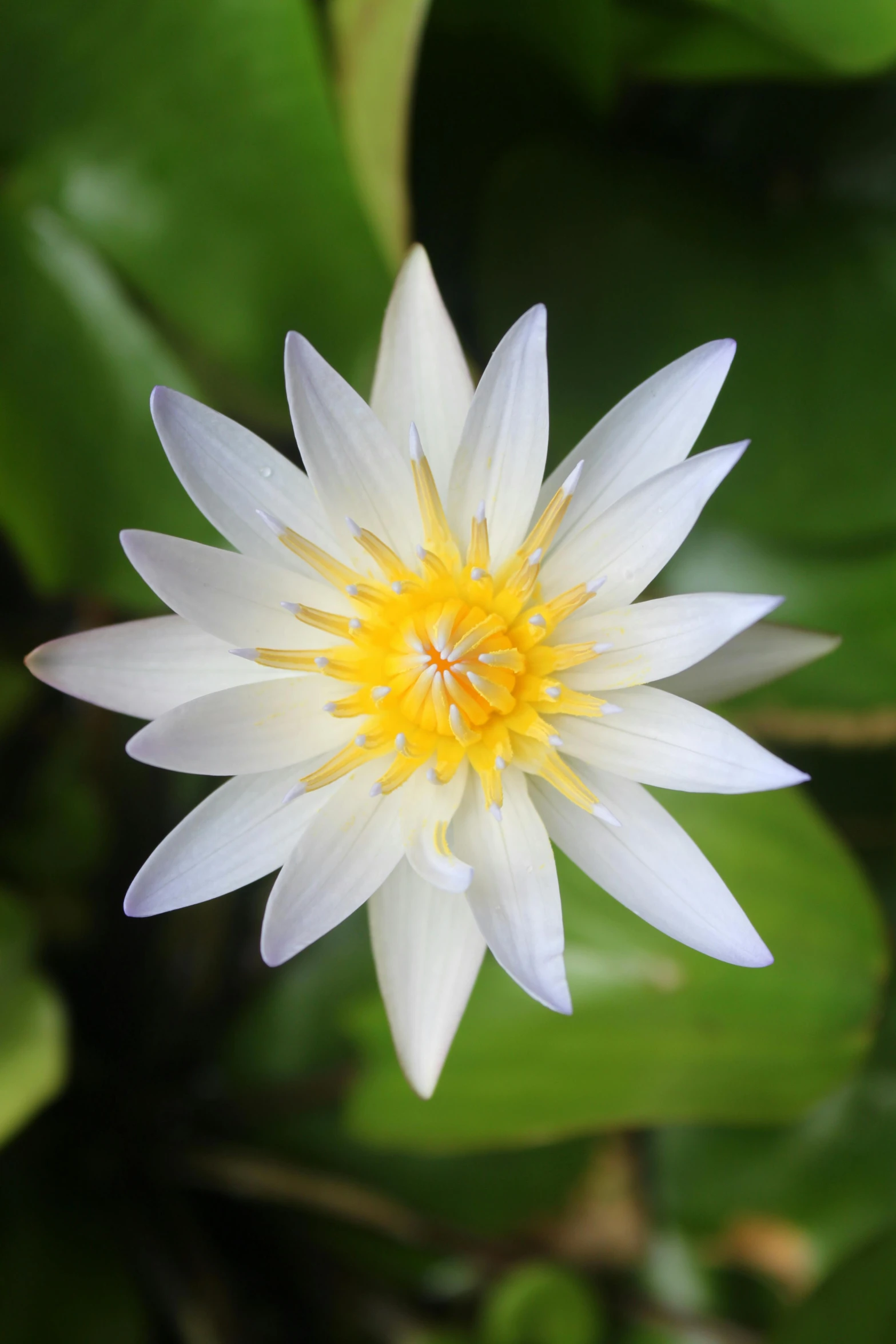 the top view of a white water lily blossom