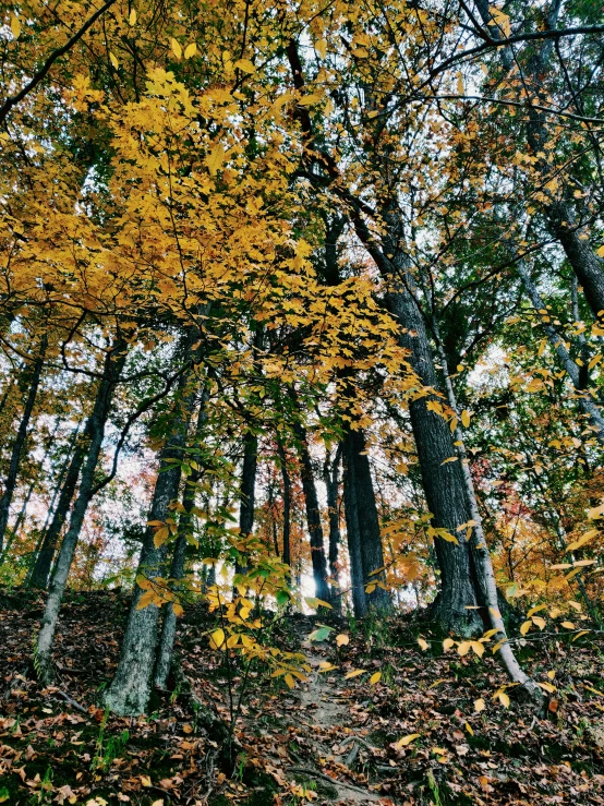 trees with yellow leaves in a clearing