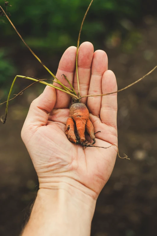 someone holding up the remains of a leaf, which is already wilted