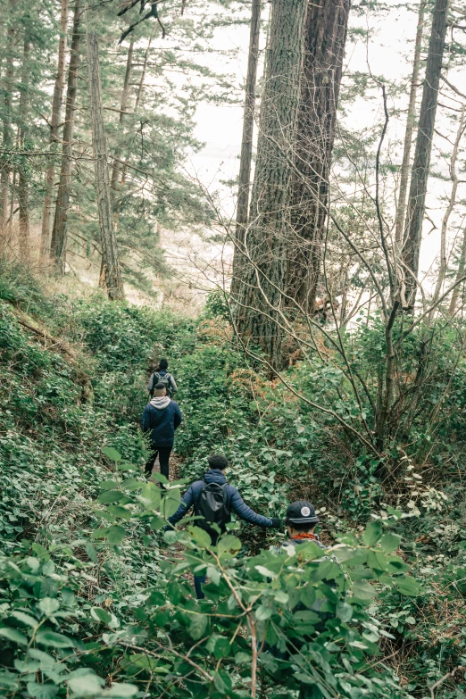 three people are walking on a path surrounded by tall trees