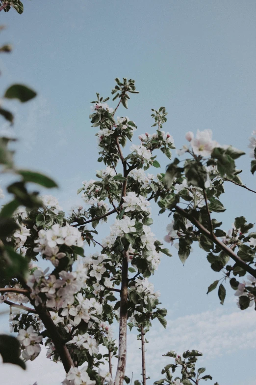 some white flowers on a tree nches against a blue sky