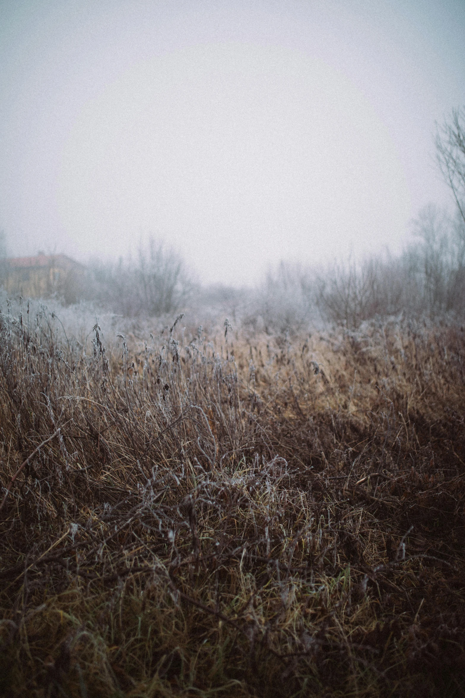 fog on a field in the distance and trees in the background