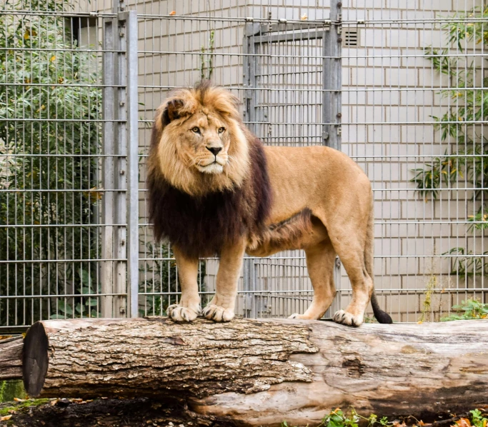 a lion standing on the log in a zoo enclosure