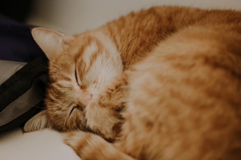 an orange cat sleeping on top of a blanket