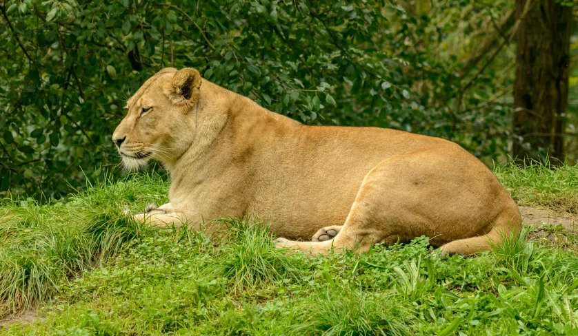 a lion lies in the grass and looks down