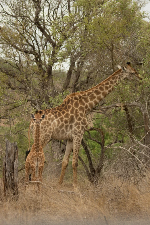 giraffes eating leaves from a tree near a small forest