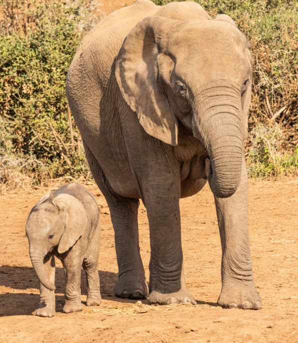 a baby elephant and its mother in the dirt