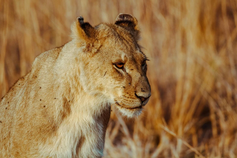 a close up of a lion in tall grass