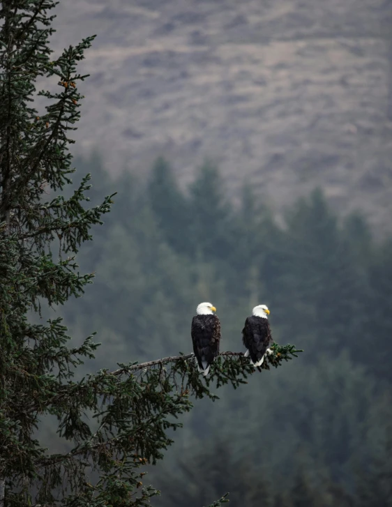 two bald eagles perch on a nch with the backdrop of mountain range