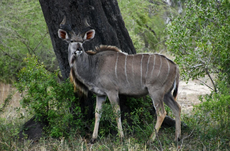 an animal with very long horns standing next to a tree