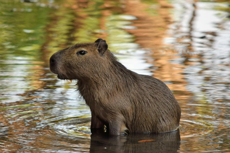 an animal standing in a body of water with a small fish