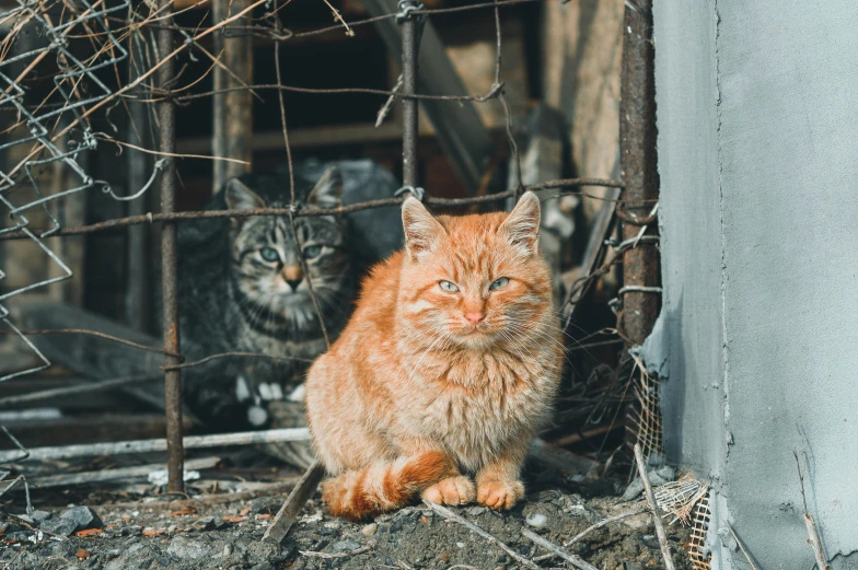 two cats sitting outside behind a fence