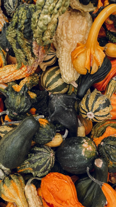squash, gourds and gourd leaves all have different colors