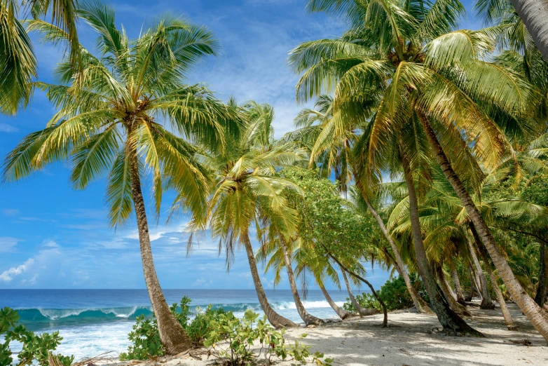 palm trees line the beach with blue water