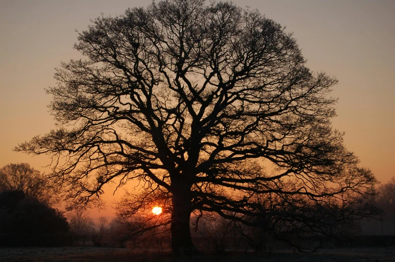 the setting sun shines in behind a leafless tree