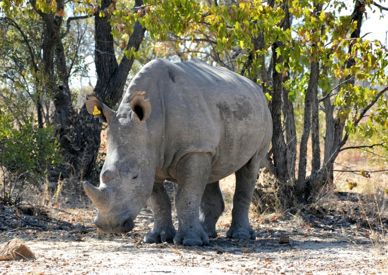 a white rhino in the woods eating grass