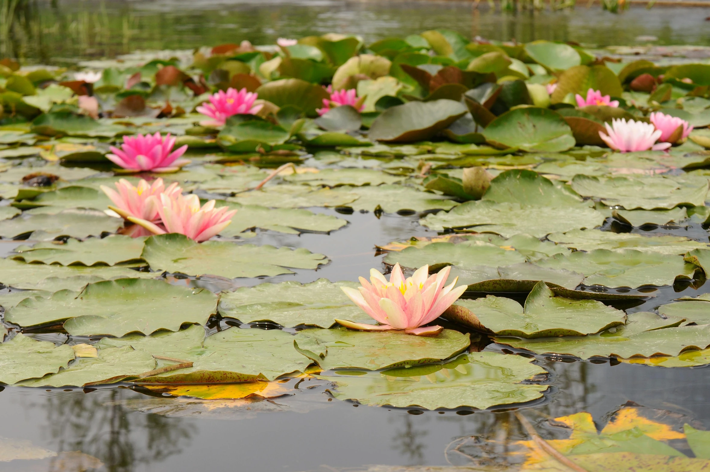 large pink flowers float amongst leaves in water