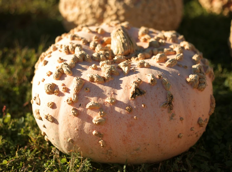 a pumpkin with all it's seeds on and outside