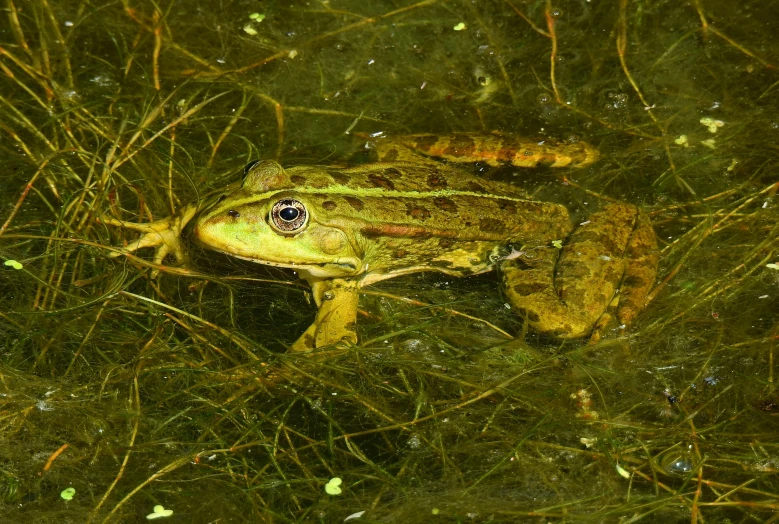 a frog in water with vegetation under it