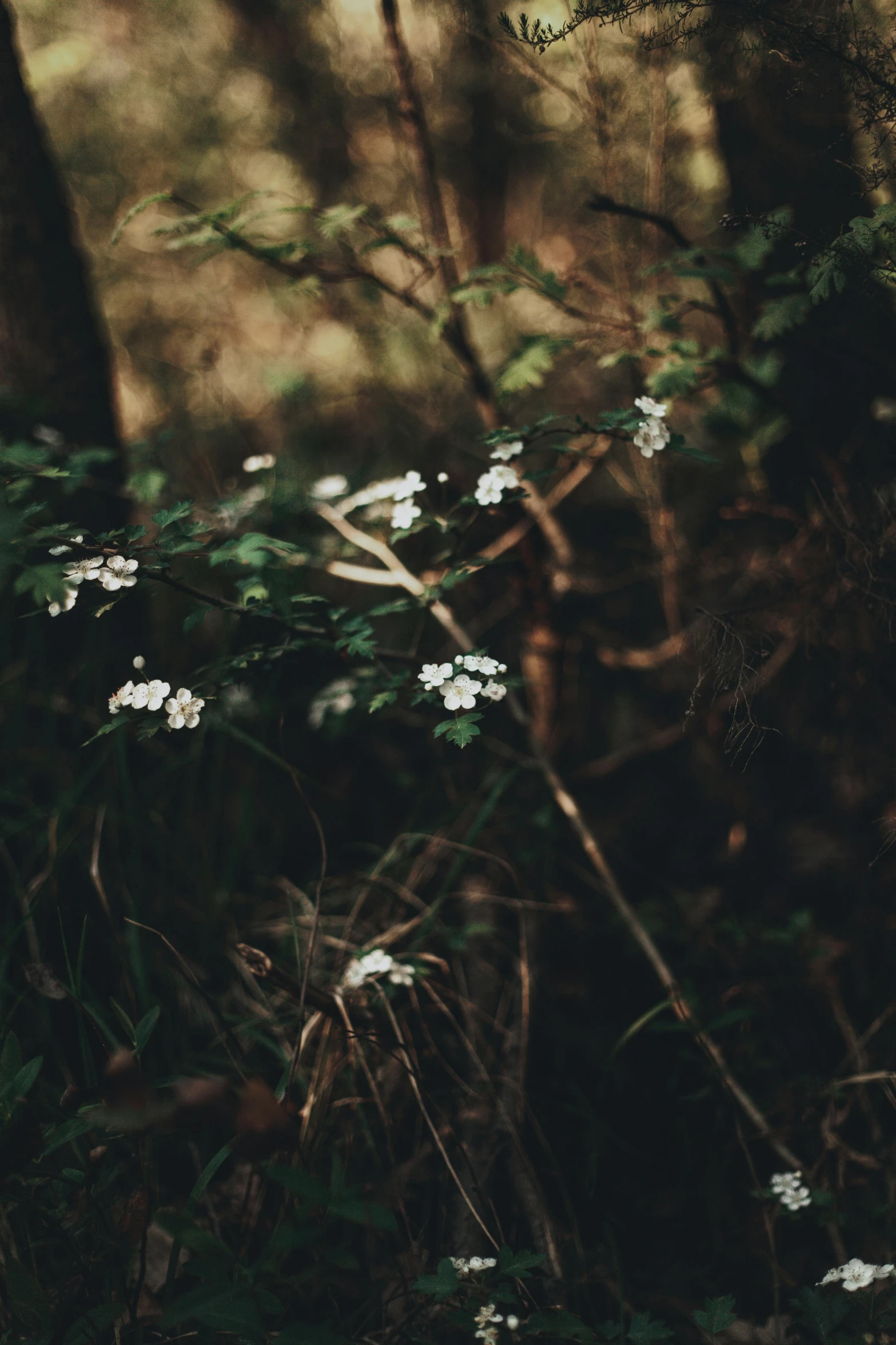 small white flowers and foliage in an area with no grass